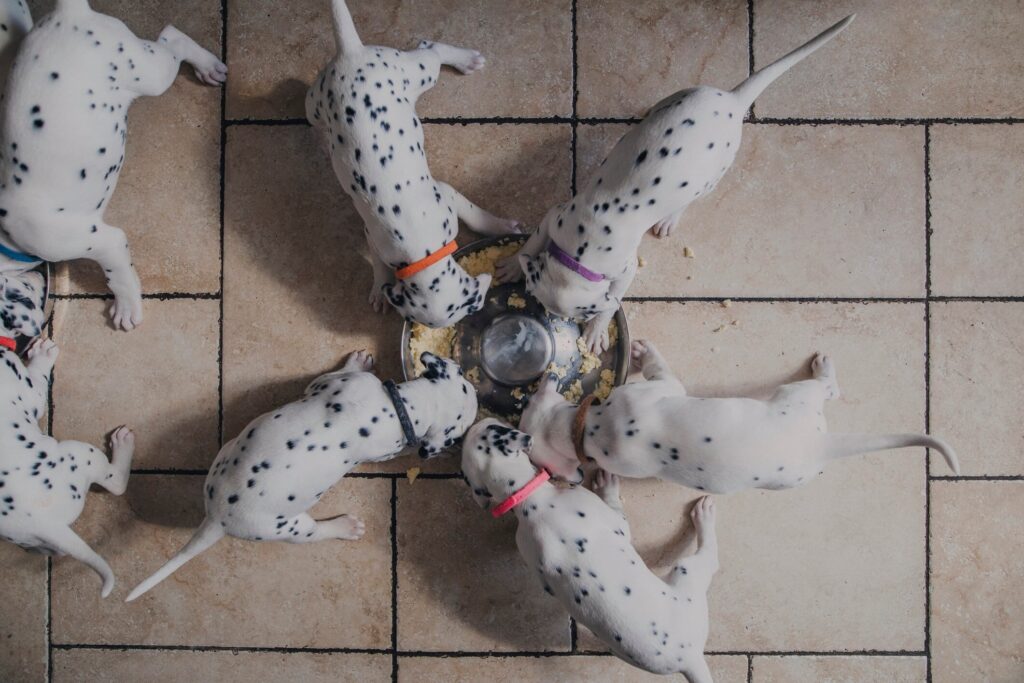 litter of small dalmatian puppies eating puppy gruel on a tiled floor