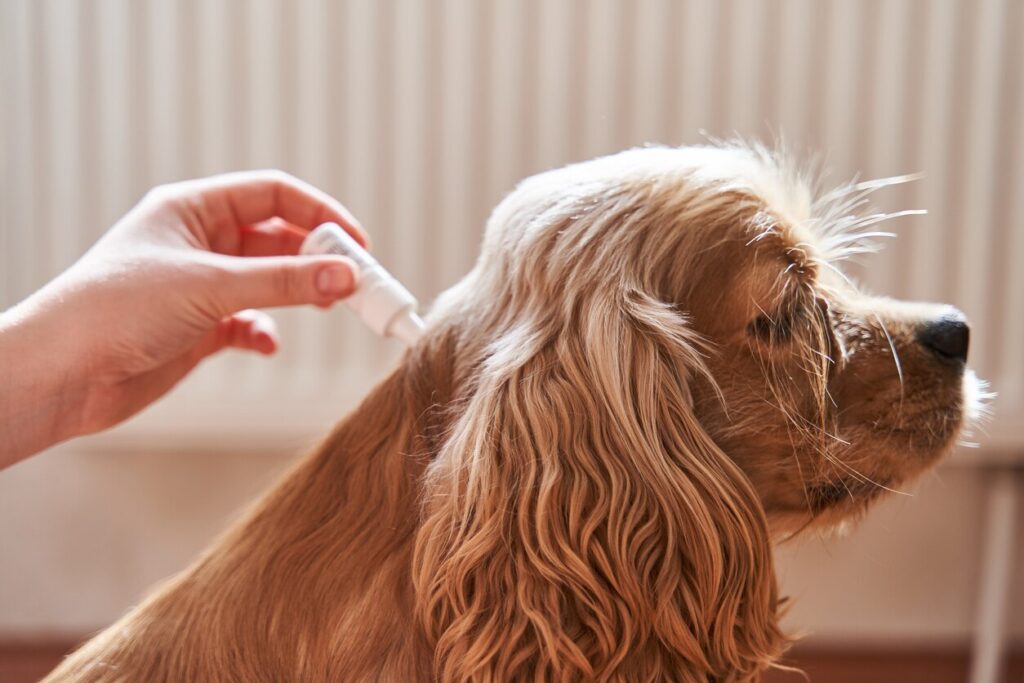 dog-getting-topical-medication-added-to-fur