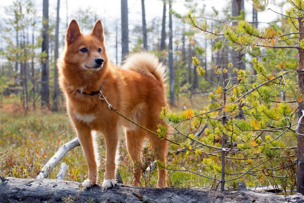 red finnish spitz standing on a log in the woods