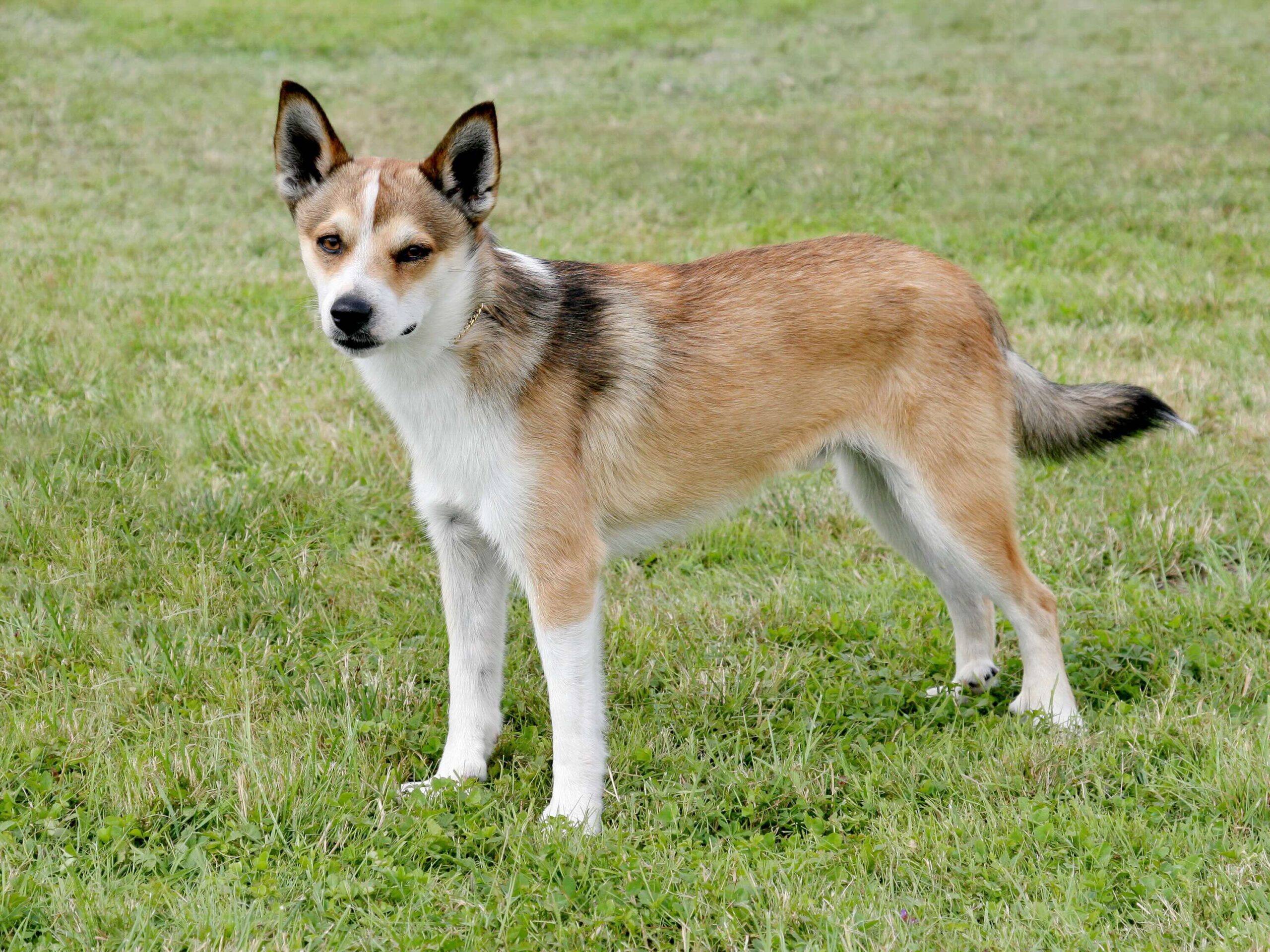 white and tan norwegian lundehund dog standing in grass