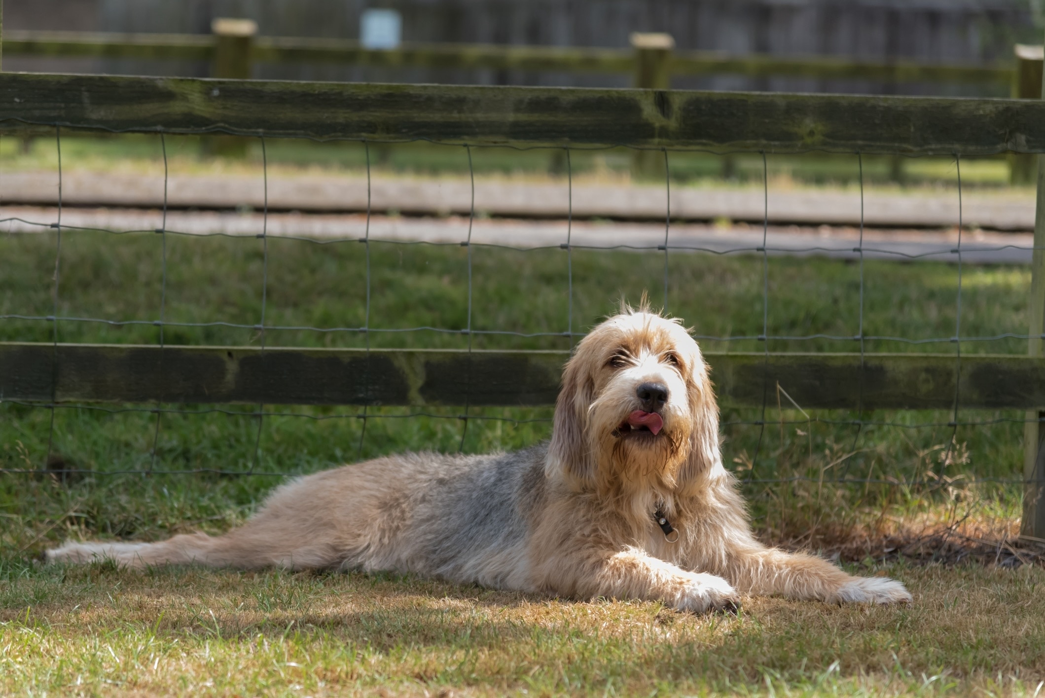 An Otterhound, a type of hound dog breed, lying in front of a fence in the grass