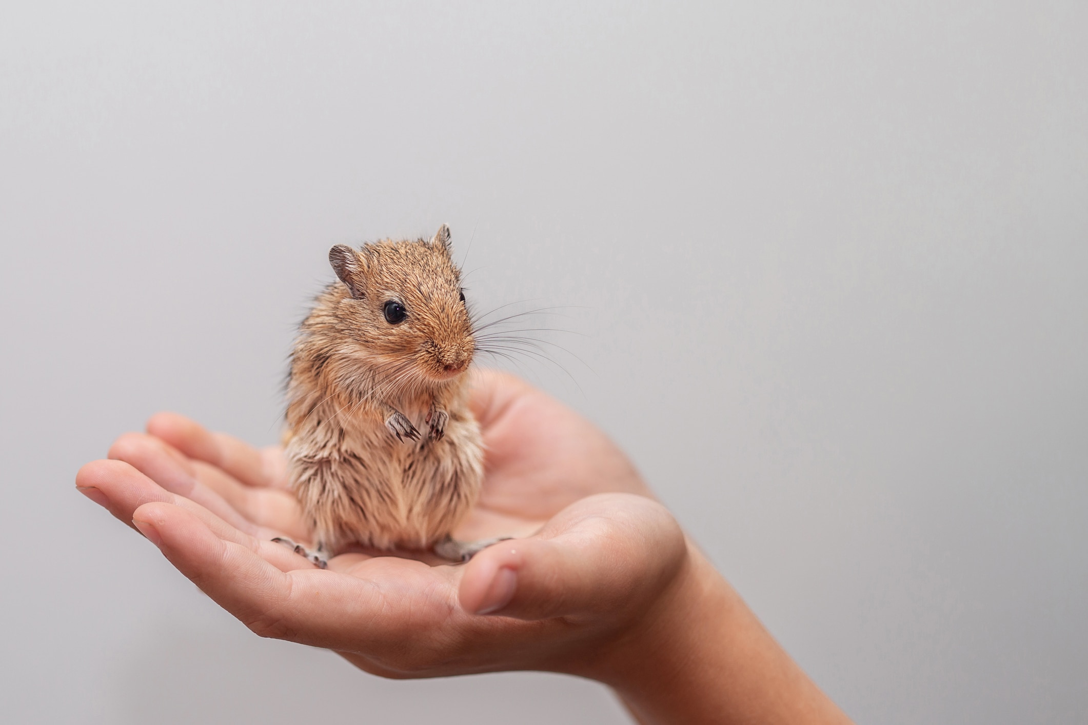 A photo of an older gerbil.