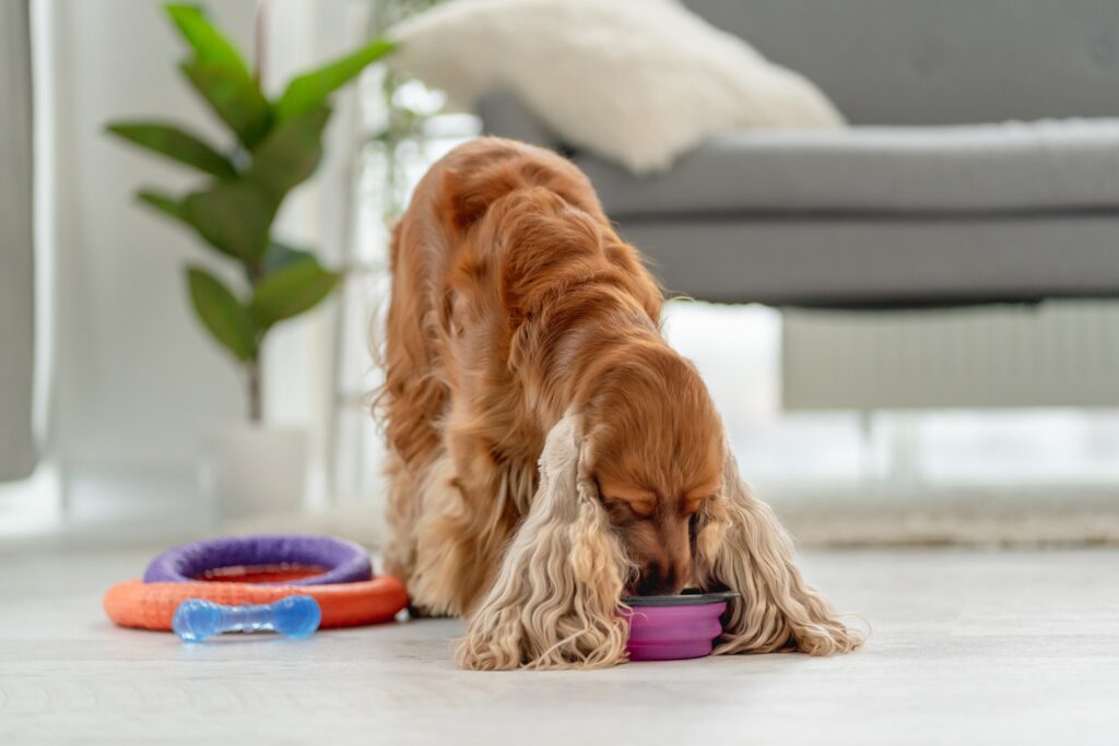A Cocker Spaniel eats his food.