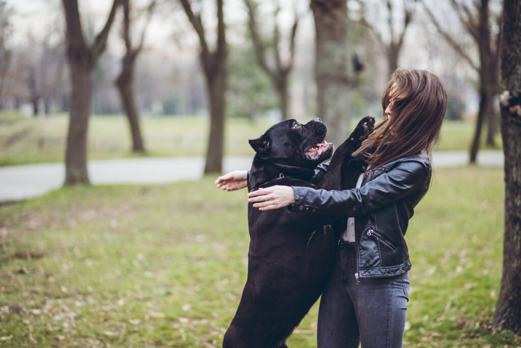 A Cane Corso dog jumps up on his pet parent.