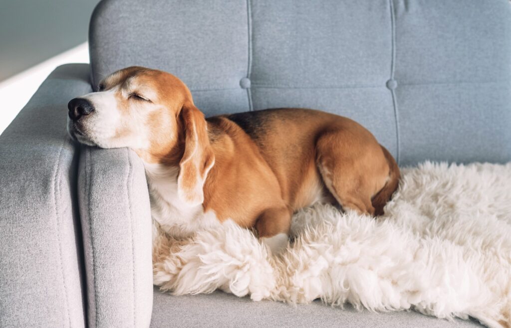elderly beagle dog sleeping with his head propped on a couch arm
