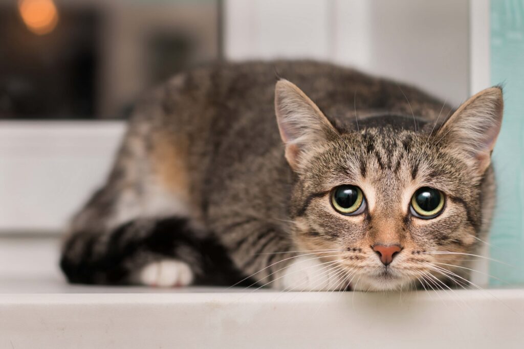 brown tabby cat crouching scared and looking at the camera