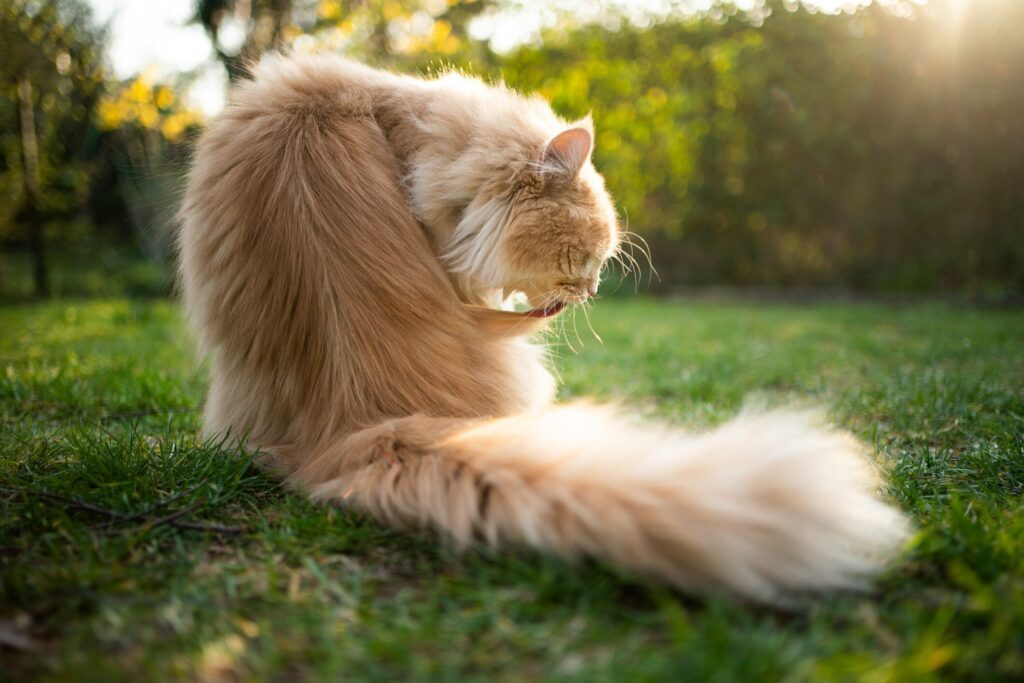 longhaired cream-colored cat grooming himself while sitting in grass