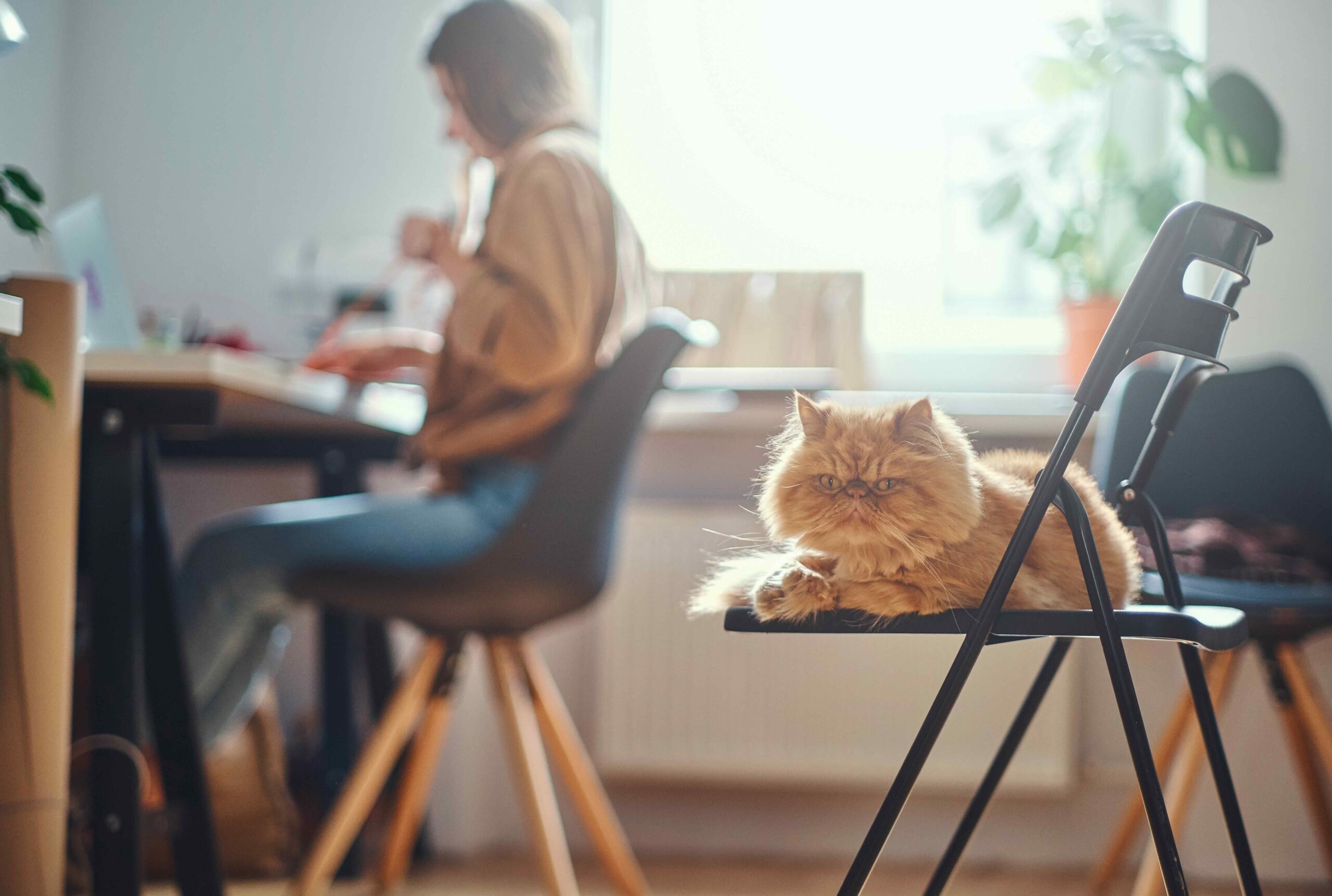 red persian cat lying on a chair with a woman at a desk in the background