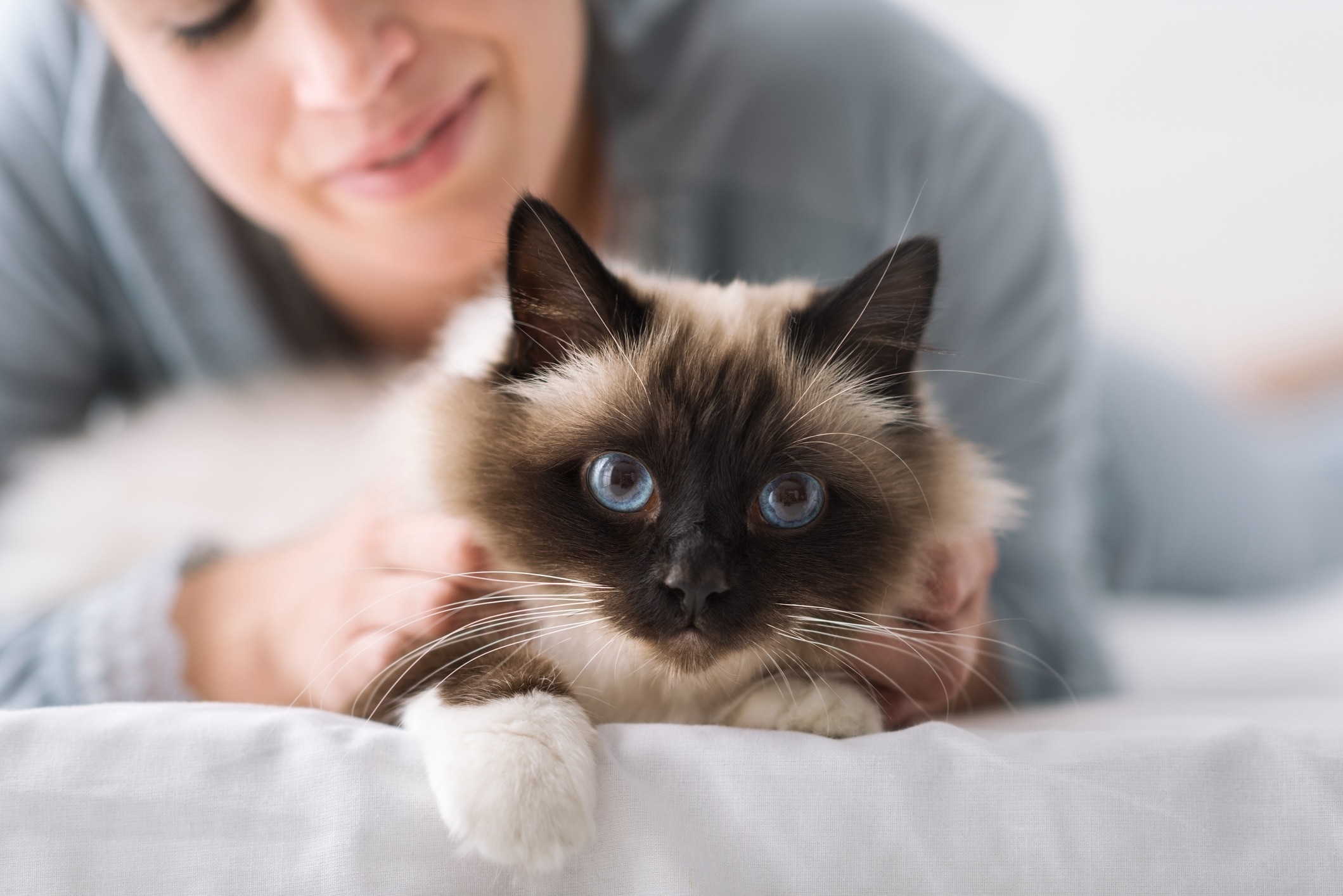 woman petting a longhaired birman cat on a bed while the cat looks straight at the camera