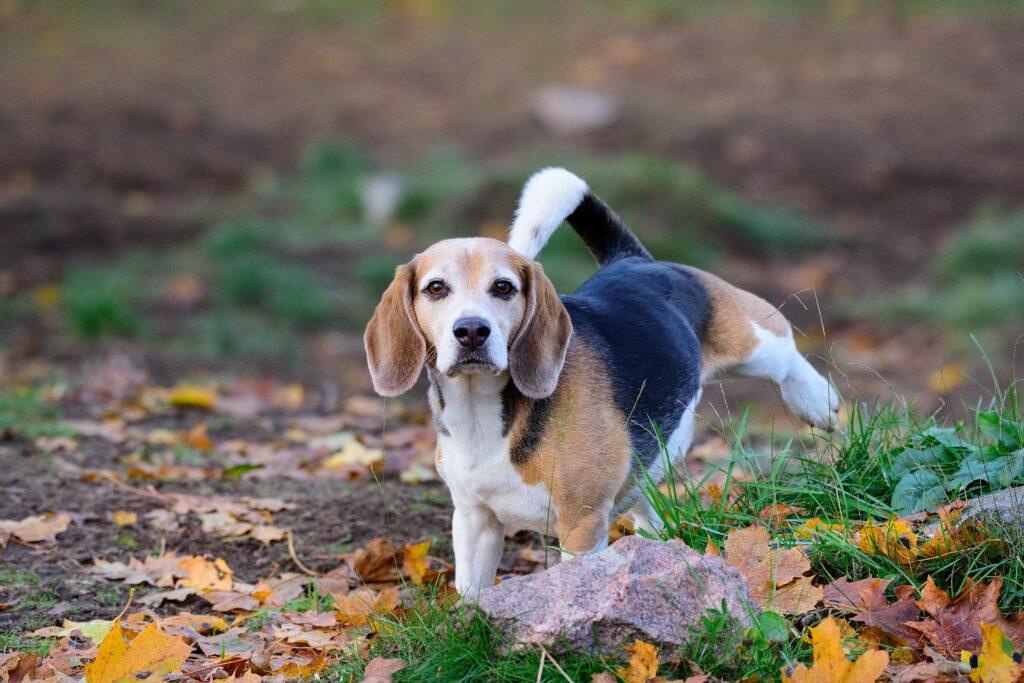 A Beagle pees in a park.