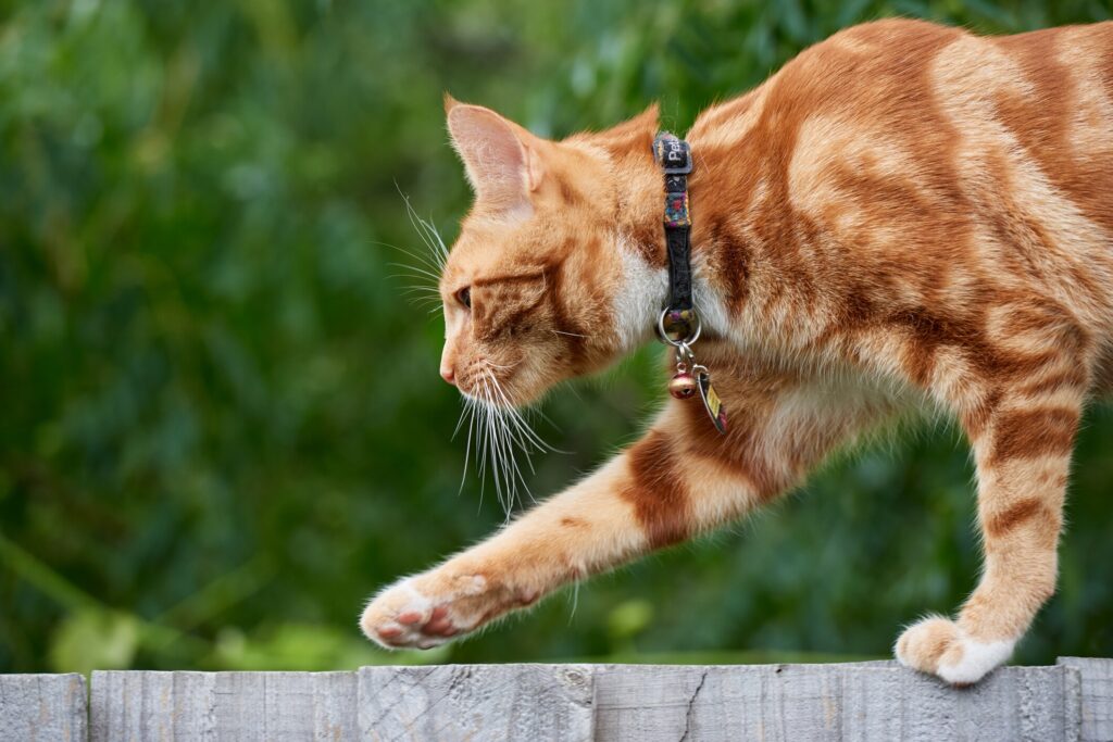 A cat walks along a wall.