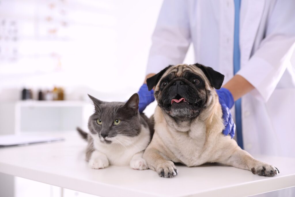 A dog and cat sit together at the vet.