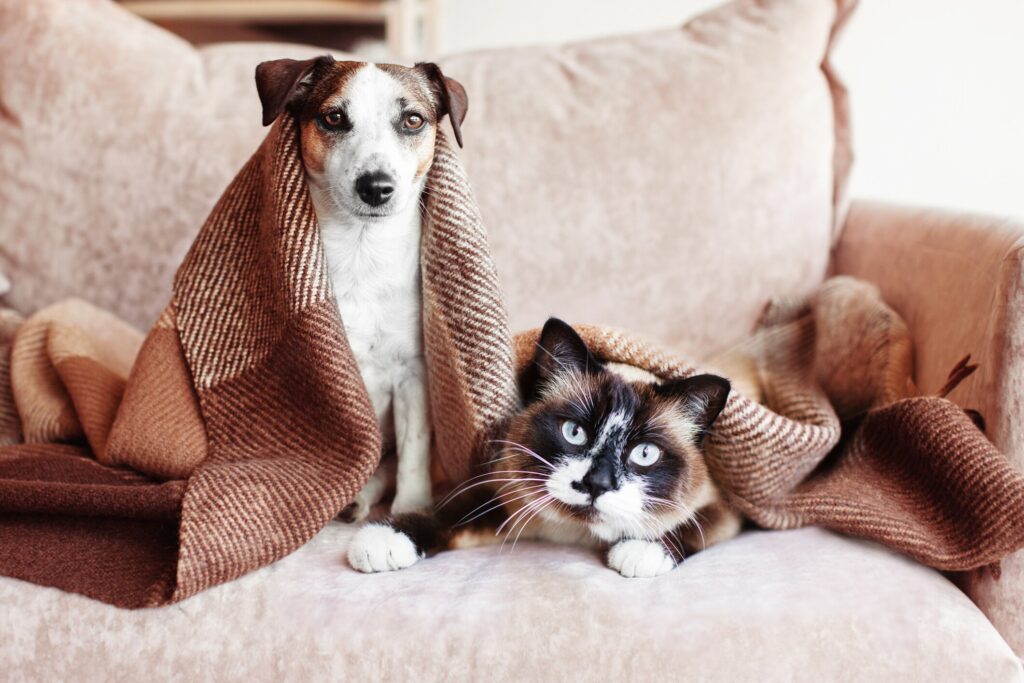 A dog and cat sit together.