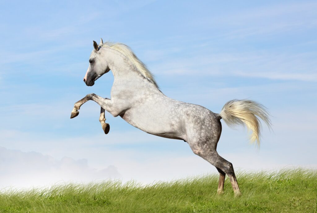 Arabian horse rearing in field