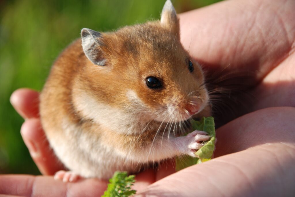 A hamster eats from the hand of their pet parent.