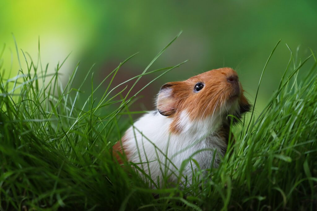 A guinea pig sits in a field of grass.