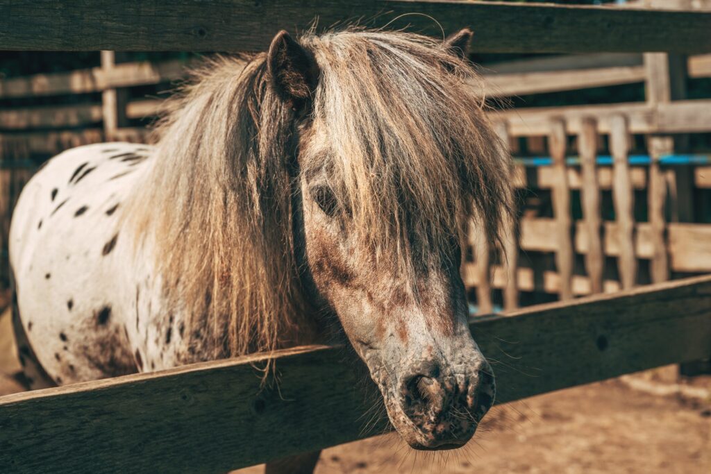 shetland pony looking for a treat