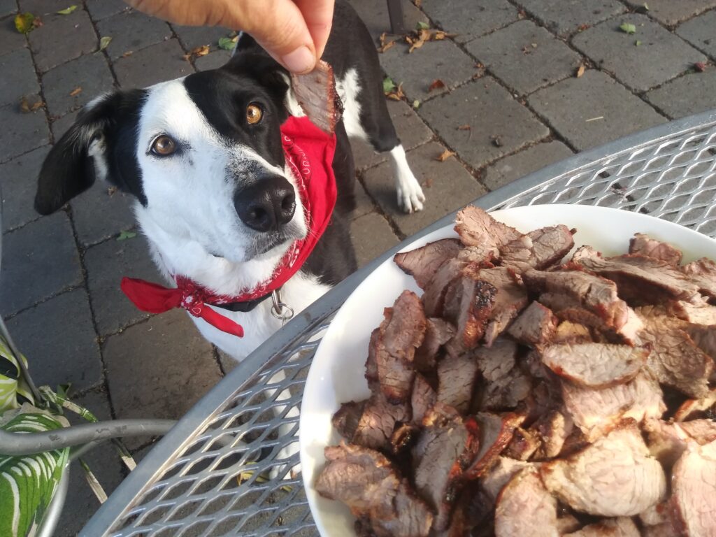 can dogs eat steak: dog staring at a dangling piece of steak