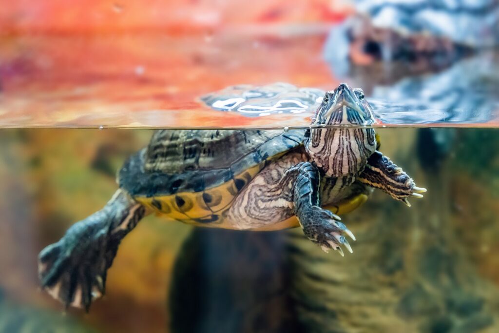 Pet turtle swimming in aquarium