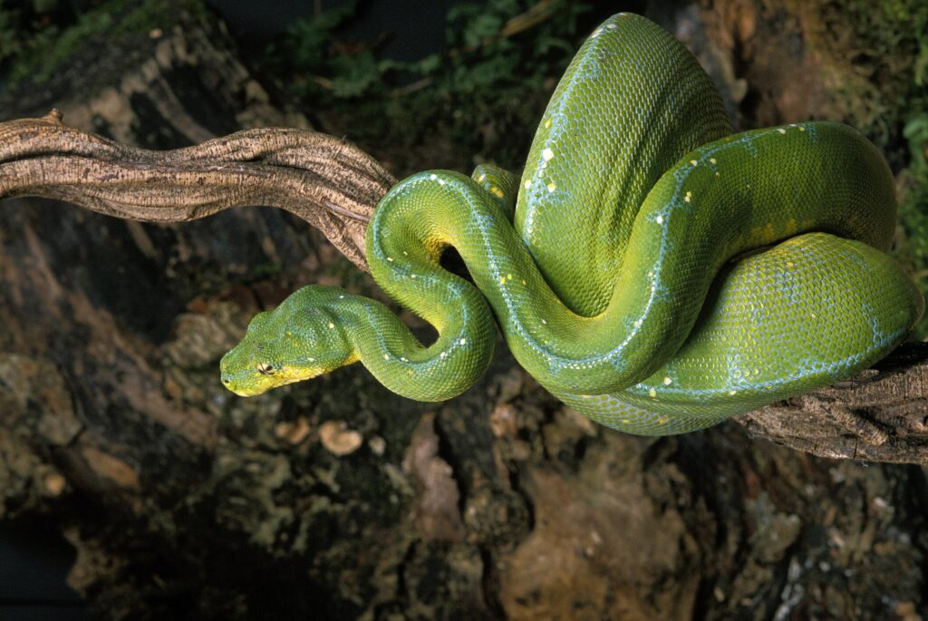 Green tree python coiled around branch