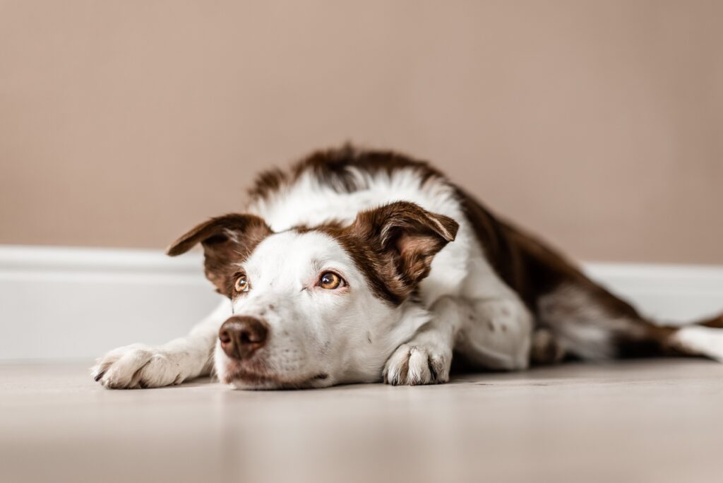 why do dogs sigh: dog laying down on ground looking up