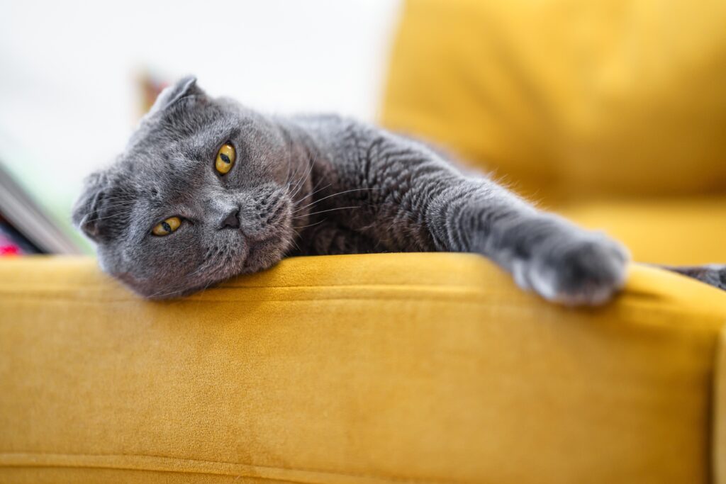 genetic anomalies in cats: scottish fold cat on couch