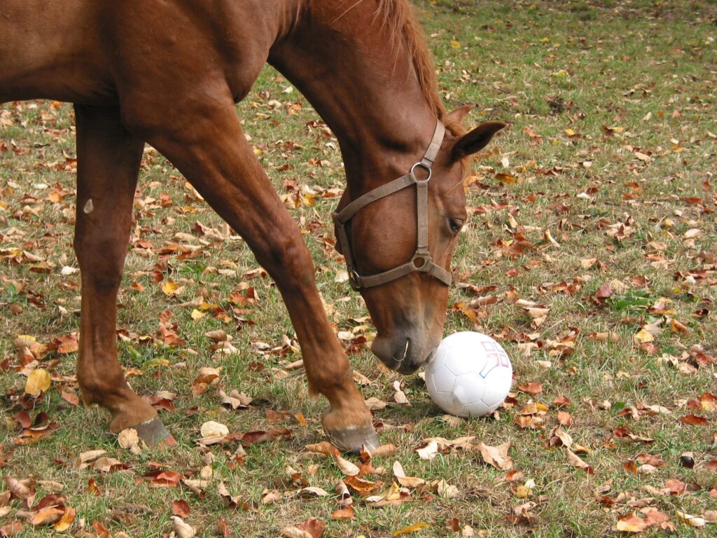 Horse playing with ball