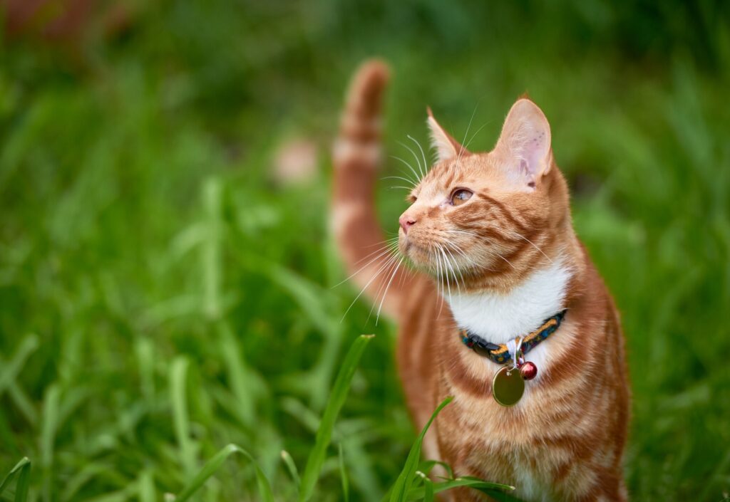 orange tabby cat standing in tall grass outside