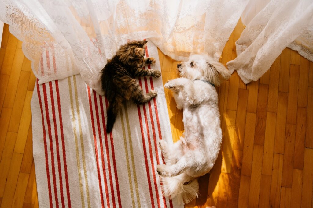 white dog and brown kitten lying next to each other next to a window
