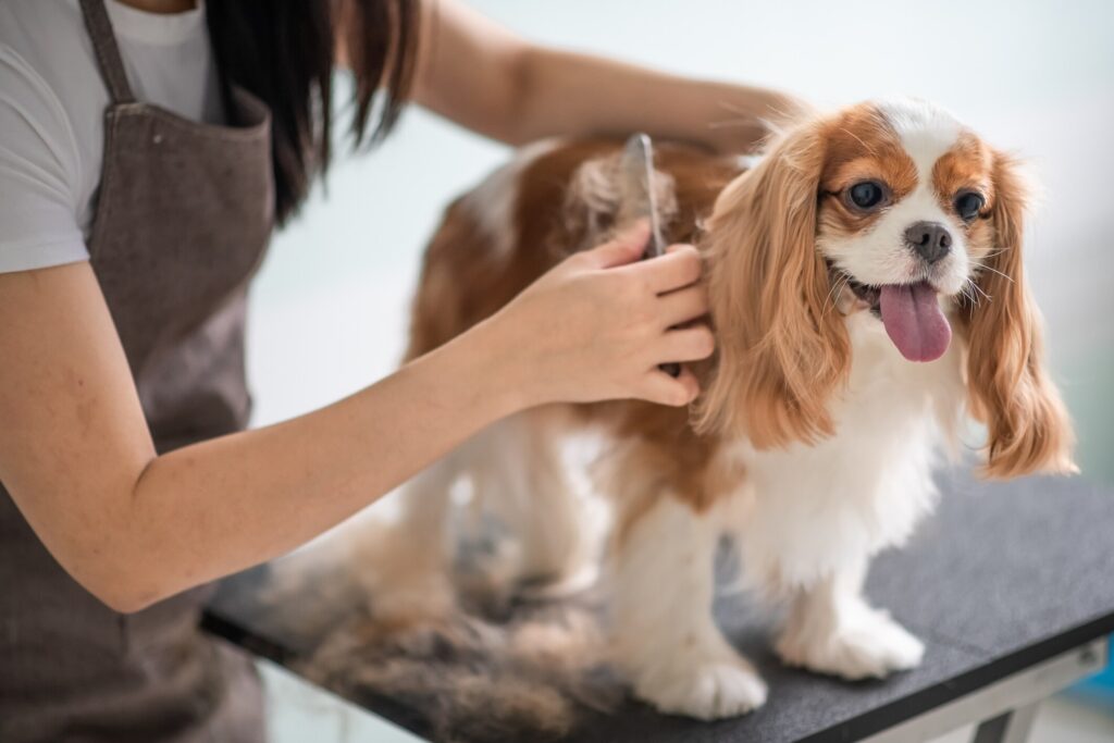Photo of a dog being brushed by a groomer