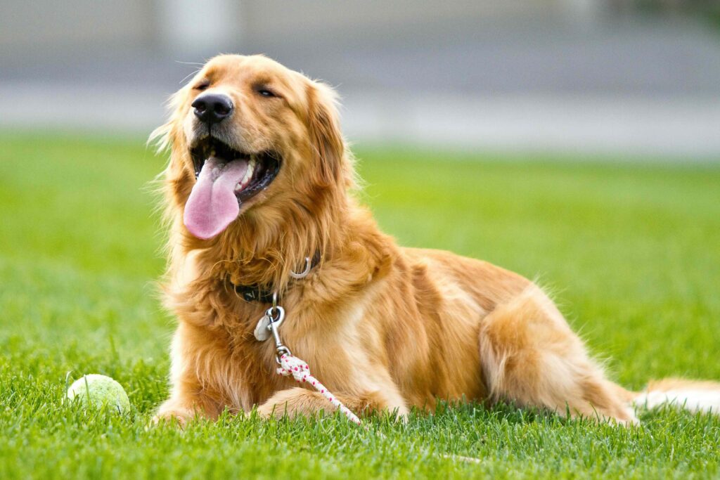 golden retriever on a leash lying down in grass and panting next to a tennis ball