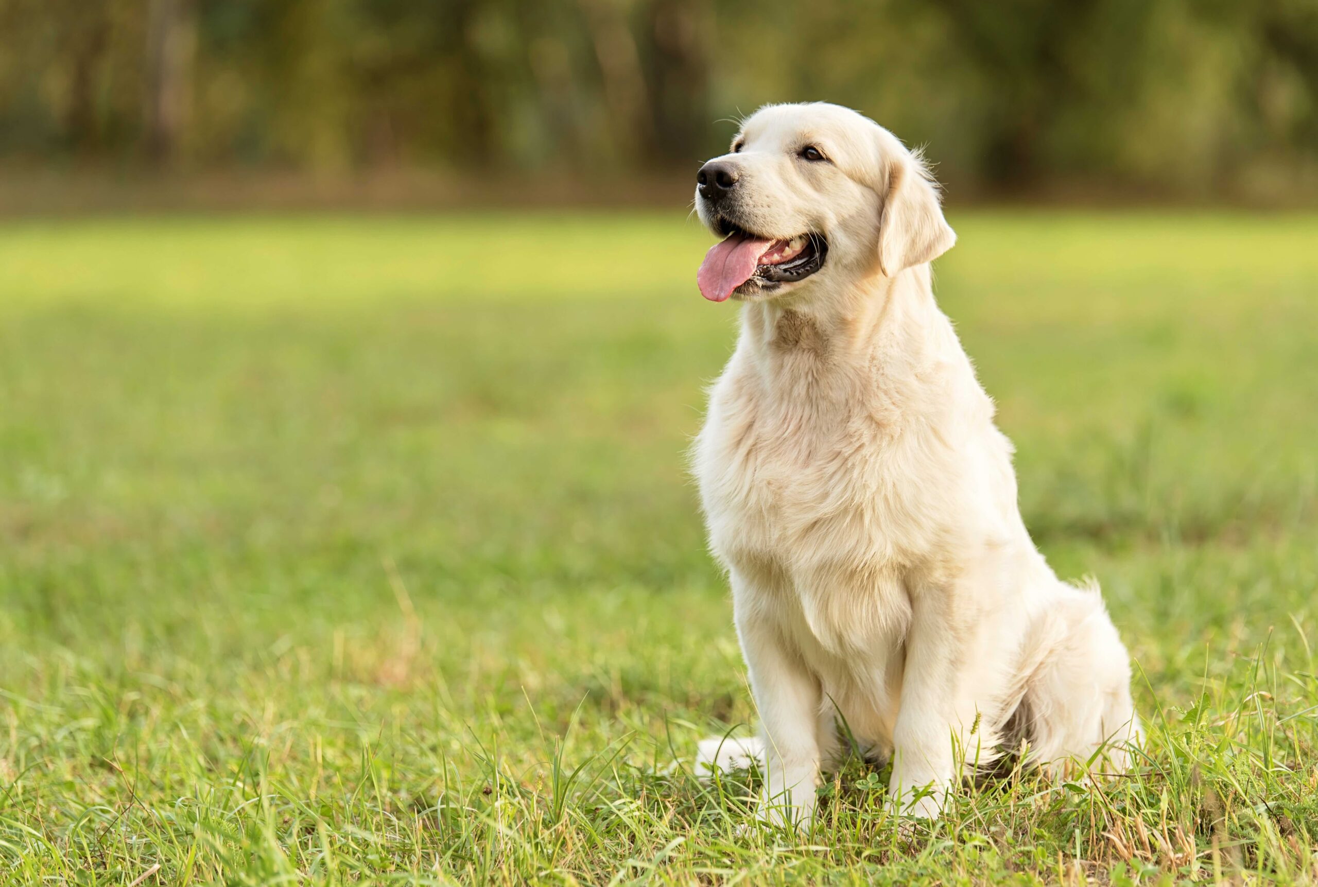 golden retriever sitting and smiling in grass