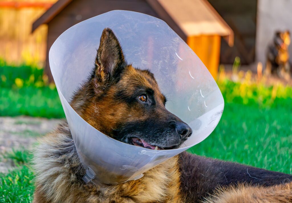 A neutered dog lays down with a recovery cone.