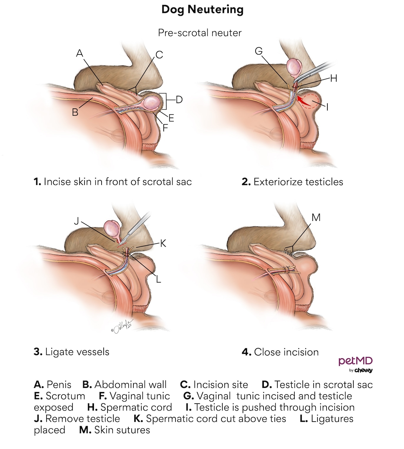 dog neutering; a diagram of a dog neutering procedure.