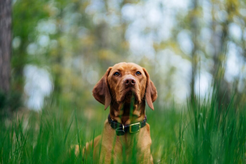 A dog sits in the woods.