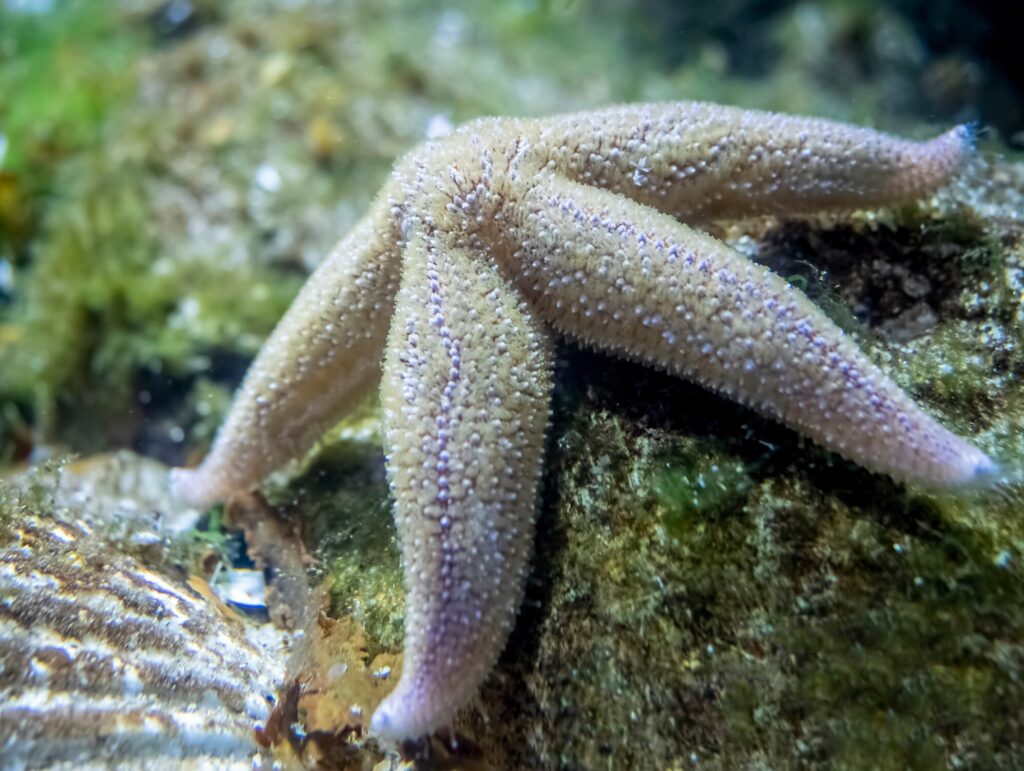 pet starfish in aquarium