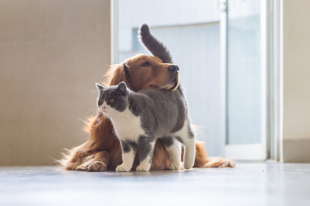A dog and cat cuddle together.