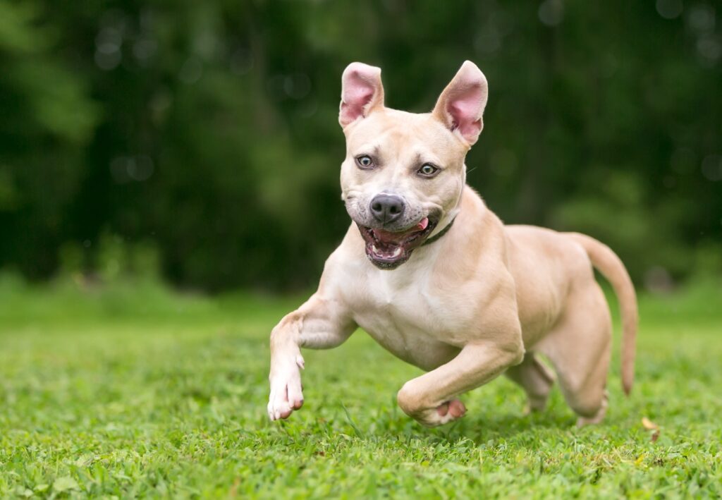 why do dogs get the zoomies: dog with the zoomies outside