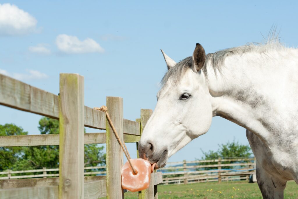 Grey horse licking a salt block hanging from a fence
