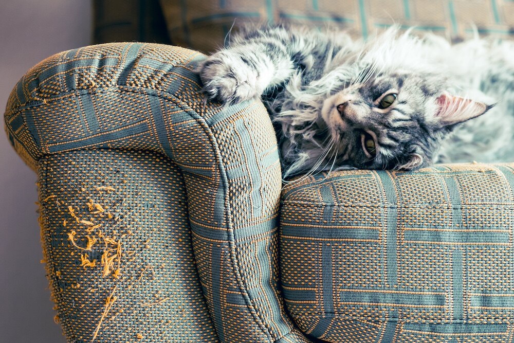 do cats feel guilty: cat scratching couch
