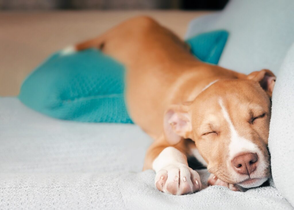 brown and white dog sleeping on a gray couch