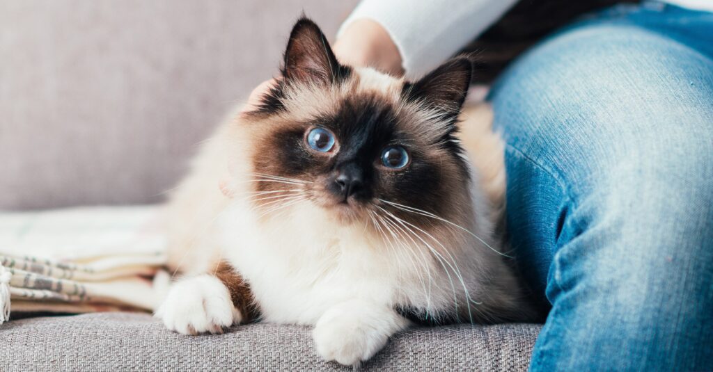 noisy breathing in cats: cat laying on couch