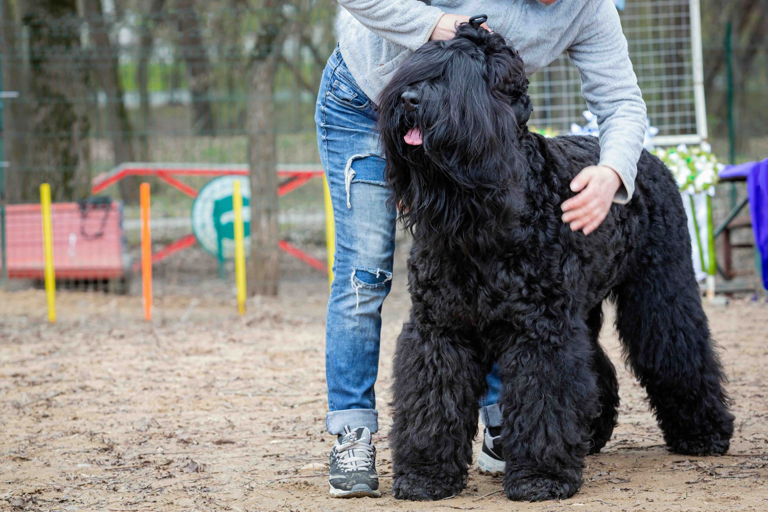 woman standing with a tall black russian terrier dog