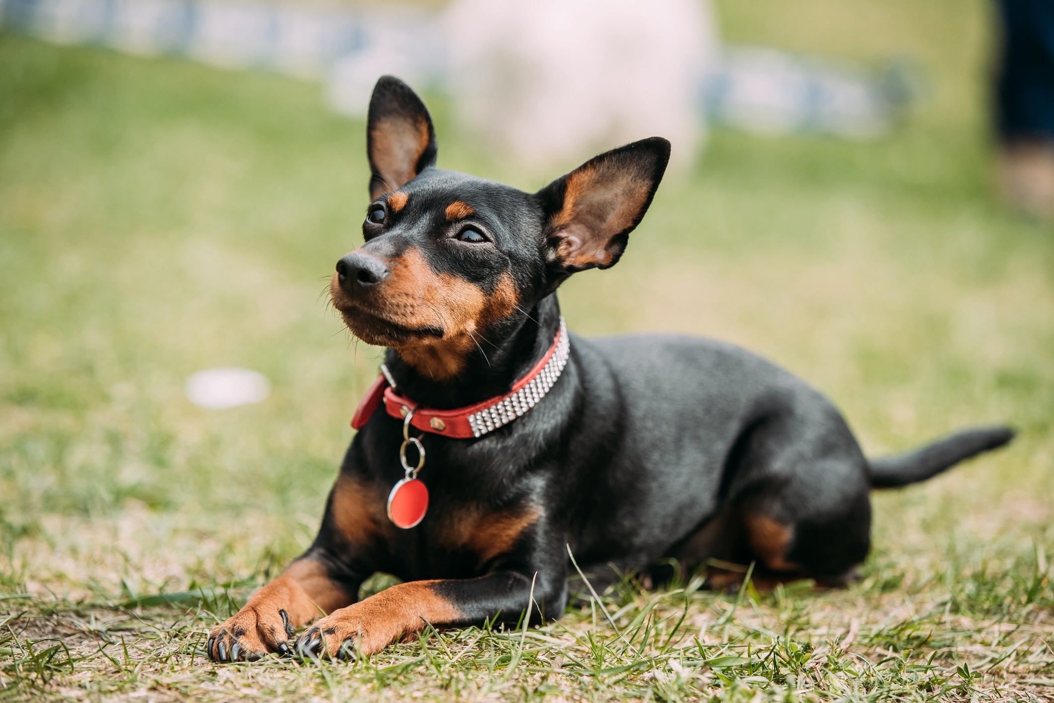 a black and tan miniature pinscher, a dog who doesnt like snow, lying down in grass during summer