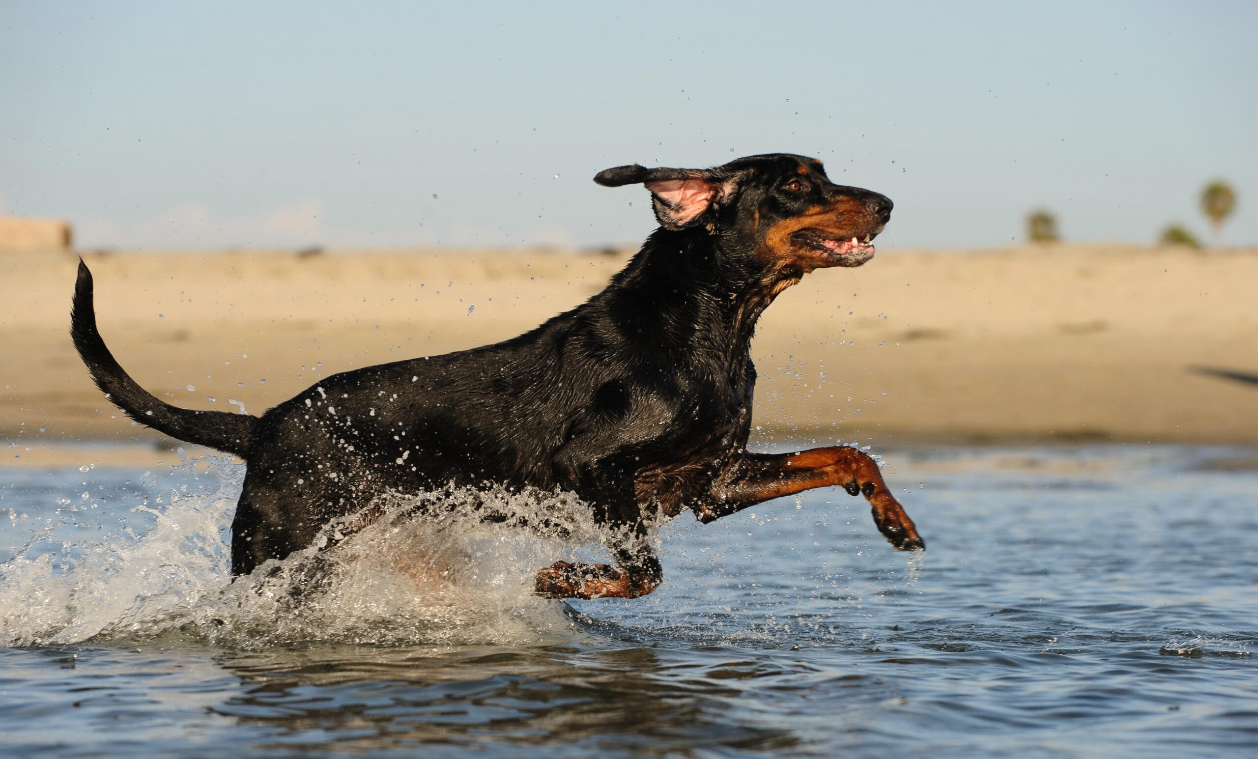 wet black and tan coonhound running through water on a beach