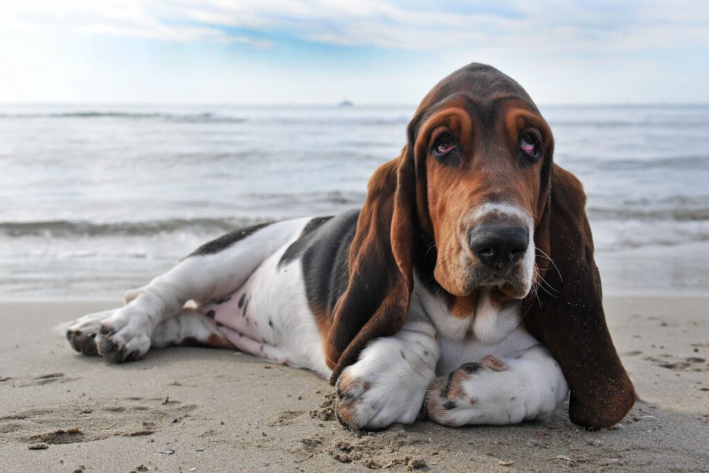 tricolor basset hound lying on the sand at the beach