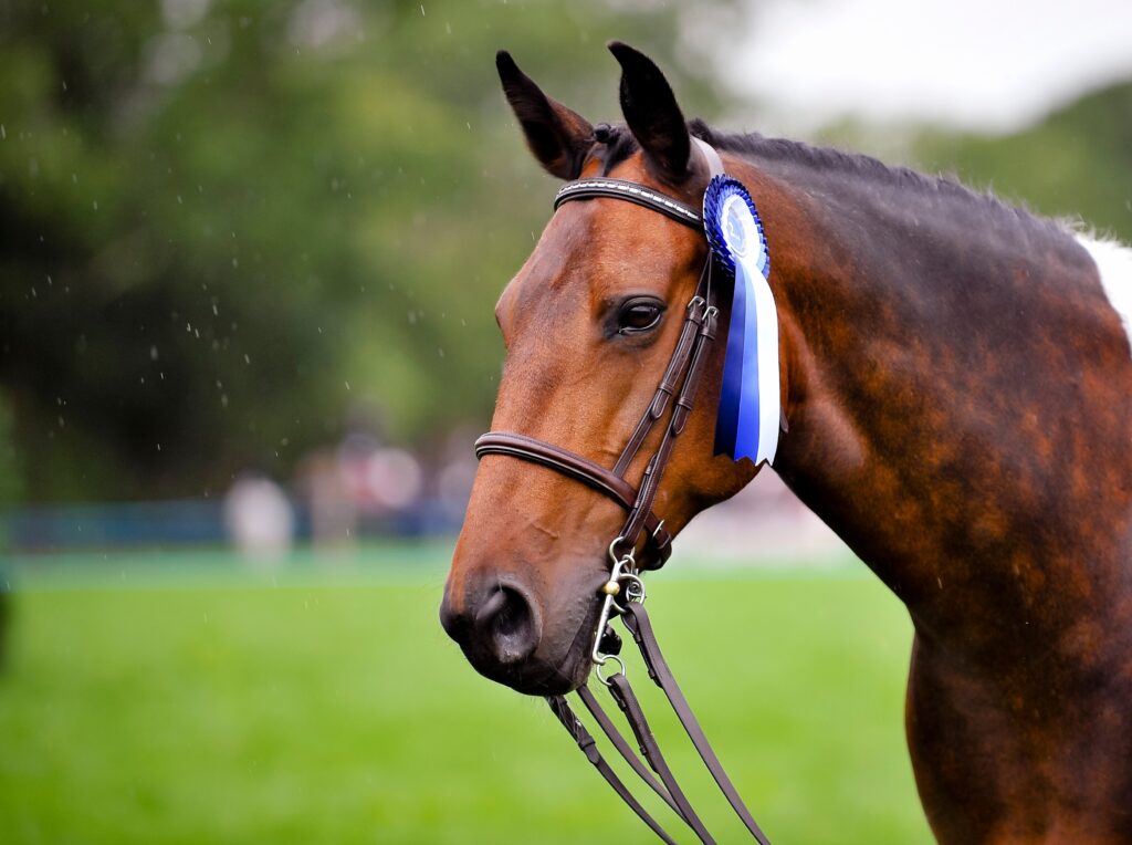 Horse winning a ribbon