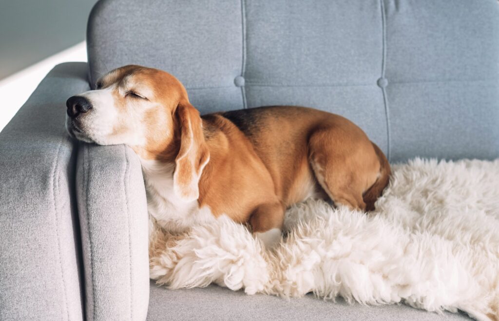 beagle sleeping on a couch