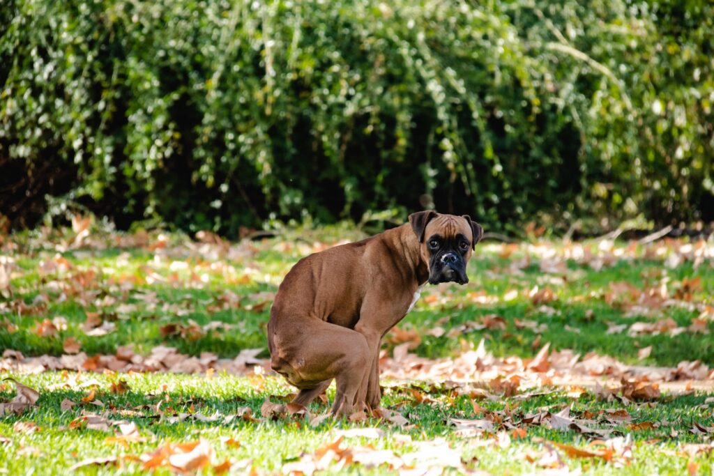 boxer dog pooping and looking straight at the camera