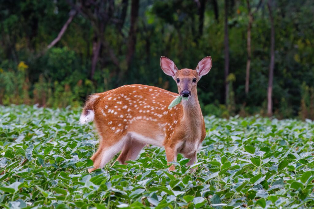 white tailed deer eating leaves
